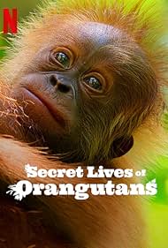 Watch Full Movie :Secret Lives of Orangutans (2024)